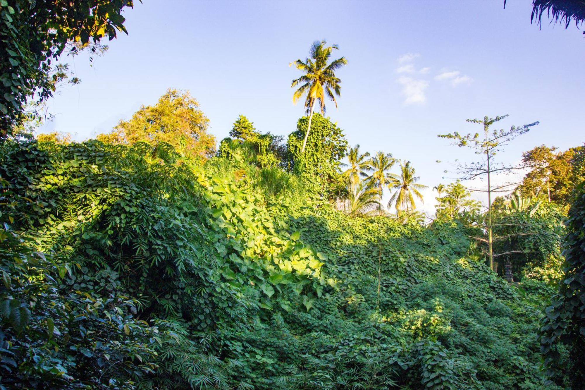 Parvati Retreat Villas Ubud Esterno foto